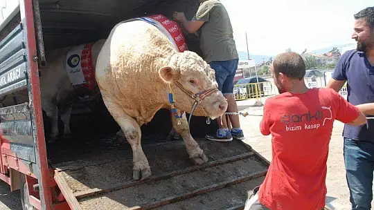 FETHİYE'NİN EN BÜYÜK KURBANLIĞI GÖZ KAMAŞTIRDI