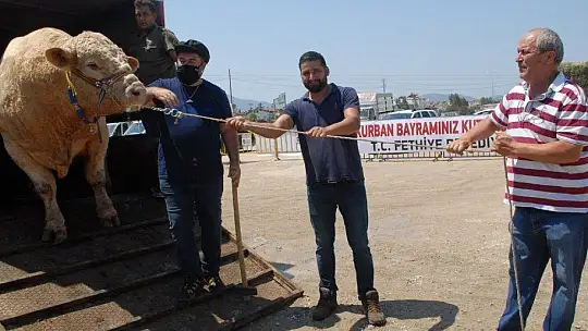 FETHİYE'NİN EN BÜYÜK KURBANLIĞI GÖZ KAMAŞTIRDI