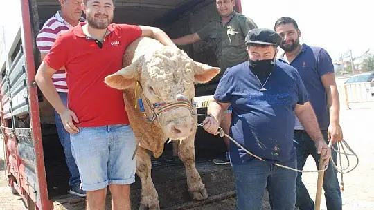 FETHİYE'NİN EN BÜYÜK KURBANLIĞI GÖZ KAMAŞTIRDI