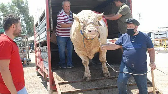 FETHİYE'NİN EN BÜYÜK KURBANLIĞI GÖZ KAMAŞTIRDI