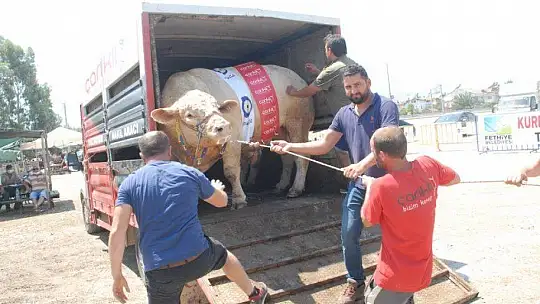 FETHİYE'NİN EN BÜYÜK KURBANLIĞI GÖZ KAMAŞTIRDI