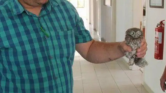 Yavru baykuş yetkililere teslim edildi