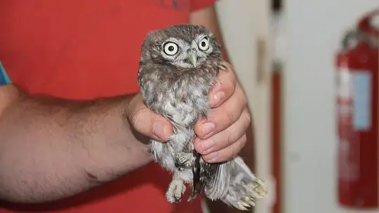 Yavru baykuş yetkililere teslim edildi