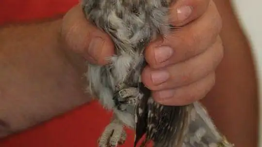 Yavru baykuş yetkililere teslim edildi