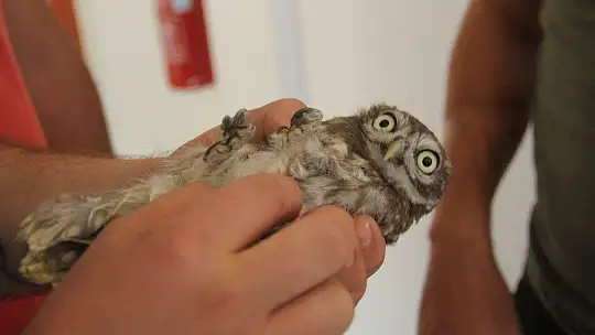 Yavru baykuş yetkililere teslim edildi