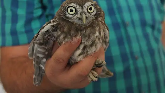 Yavru baykuş yetkililere teslim edildi