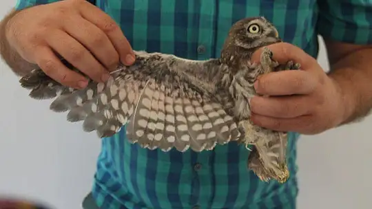 Yavru baykuş yetkililere teslim edildi