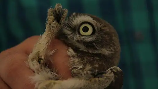 Yavru baykuş yetkililere teslim edildi