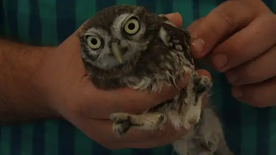 Yavru baykuş yetkililere teslim edildi