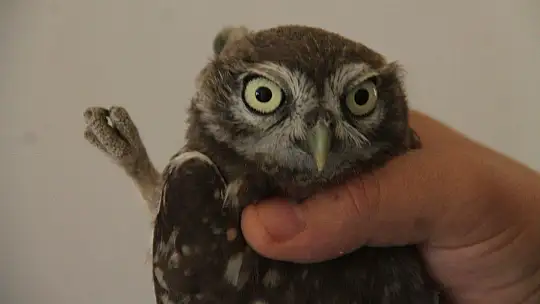 Yavru baykuş yetkililere teslim edildi