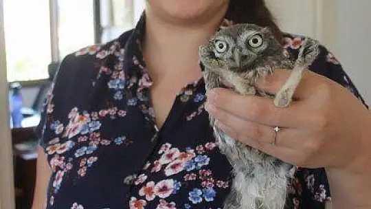 Yavru baykuş yetkililere teslim edildi