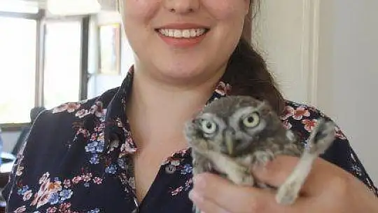 Yavru baykuş yetkililere teslim edildi