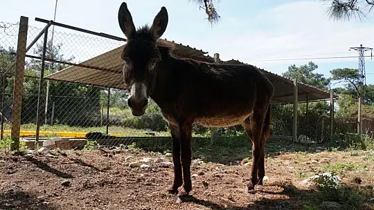 Belediye tedavi etti, vatandaş sahiplendi