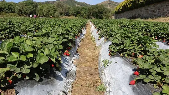Belediye, tezgaha çıkarılamayan ürünleri halka ulaştırıyor