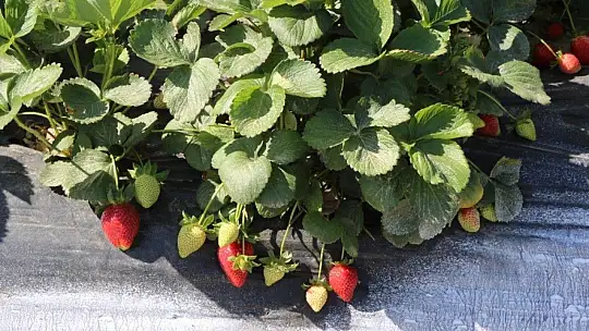 Belediye, tezgaha çıkarılamayan ürünleri halka ulaştırıyor