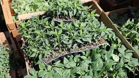 Bodrum Belediyesi 154 bin yazlık fideyi üreticilere hibe etti