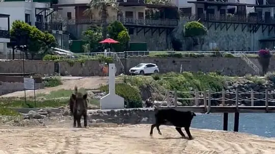 Sahili domuzlar bastı
