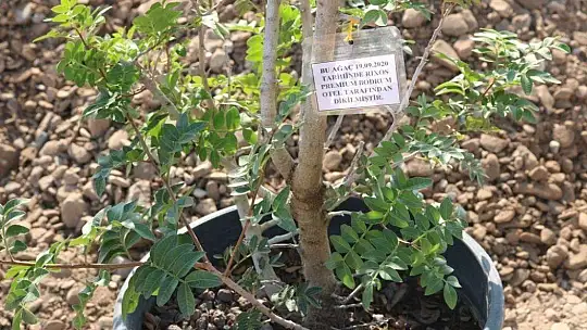 Bodrum'da sahiller ağaçlandırılıyor