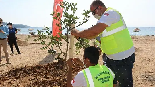 Bodrum'da sahiller ağaçlandırılıyor