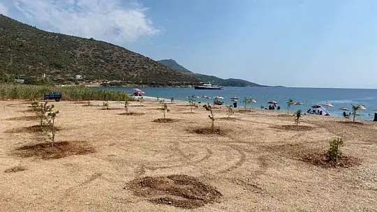 Bodrum'da sahiller ağaçlandırılıyor