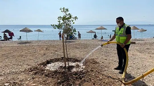 Bodrum'da sahiller ağaçlandırılıyor