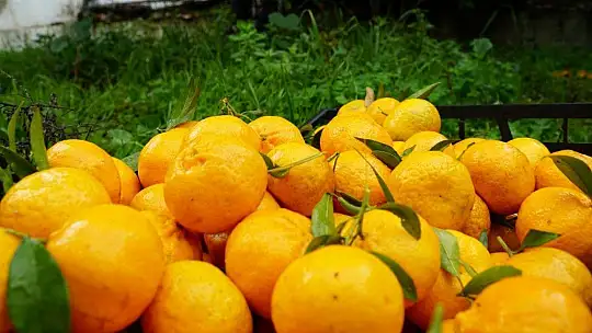 Bodrum Mandalinası Tüm Türkiye'de
