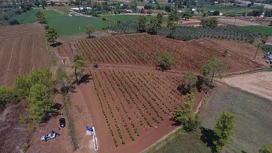 Büyükşehir Muğla'da 228 Bin 400 Ağacı Toprakla Buluşturdu