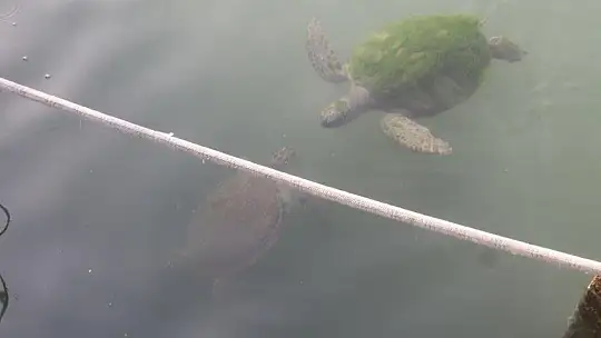 FETHİYE KÖRFEZİ CARETTA YUVASI