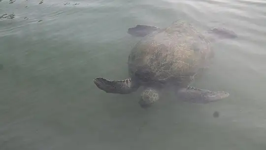 FETHİYE KÖRFEZİ CARETTA YUVASI