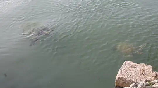 FETHİYE KÖRFEZİ CARETTA YUVASI