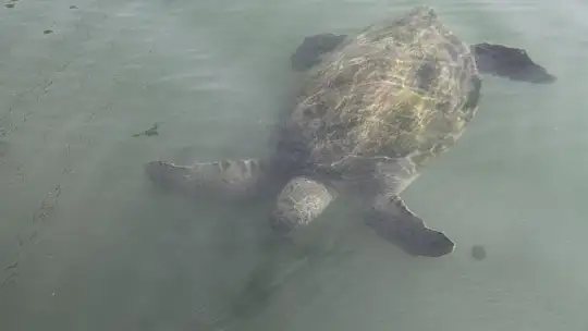 FETHİYE KÖRFEZİ CARETTA YUVASI