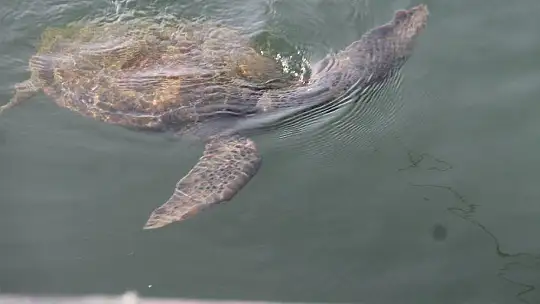 FETHİYE KÖRFEZİ CARETTA YUVASI