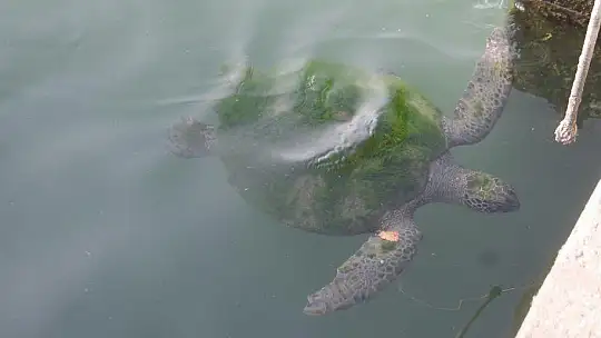 FETHİYE KÖRFEZİ CARETTA YUVASI