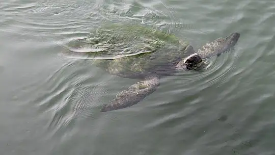 FETHİYE KÖRFEZİ CARETTA YUVASI