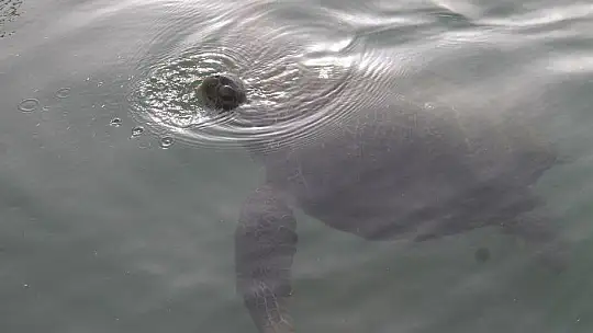 FETHİYE KÖRFEZİ CARETTA YUVASI