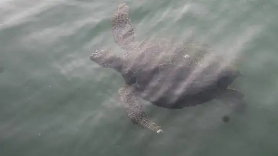 FETHİYE KÖRFEZİ CARETTA YUVASI