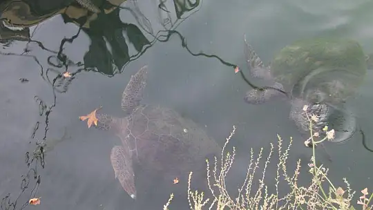 FETHİYE KÖRFEZİ CARETTA YUVASI