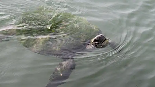 FETHİYE KÖRFEZİ CARETTA YUVASI