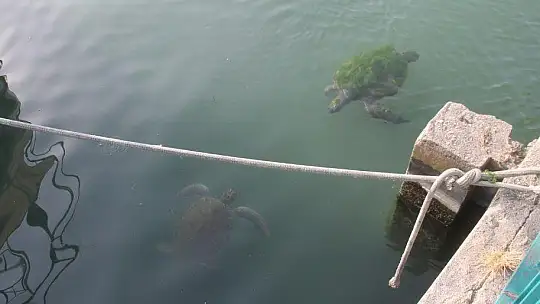 FETHİYE KÖRFEZİ CARETTA YUVASI