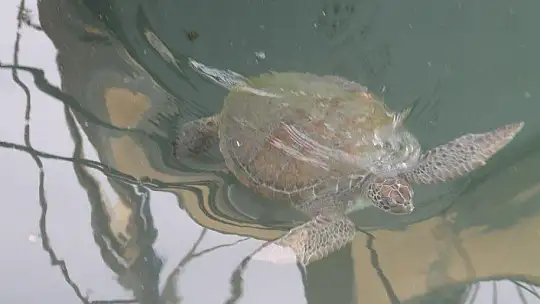 FETHİYE KÖRFEZİ CARETTA YUVASI