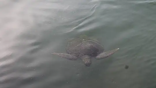 FETHİYE KÖRFEZİ CARETTA YUVASI