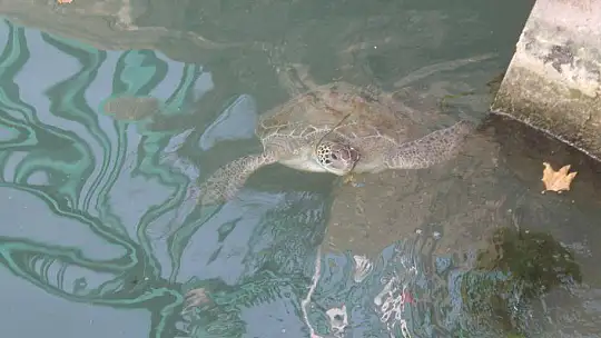 FETHİYE KÖRFEZİ CARETTA YUVASI