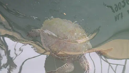 FETHİYE KÖRFEZİ CARETTA YUVASI