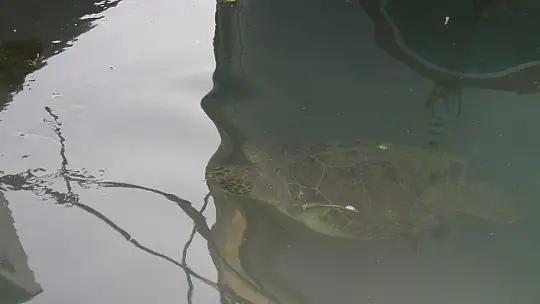 FETHİYE KÖRFEZİ CARETTA YUVASI