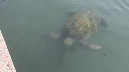 FETHİYE KÖRFEZİ CARETTA YUVASI