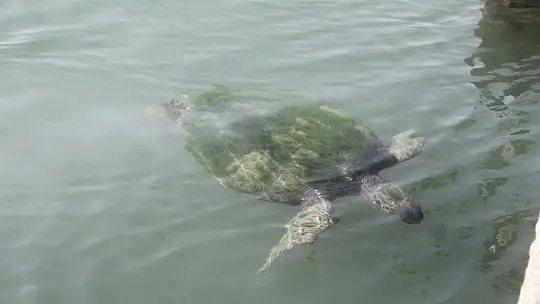 FETHİYE KÖRFEZİ CARETTA YUVASI