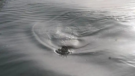 FETHİYE KÖRFEZİ CARETTA YUVASI