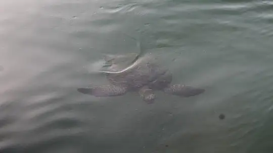 FETHİYE KÖRFEZİ CARETTA YUVASI