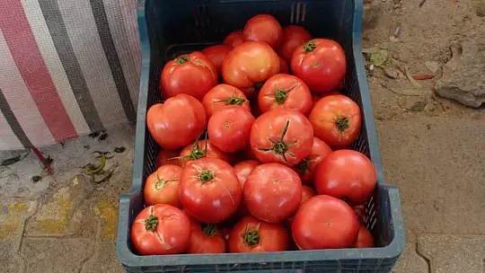 ÜRETİCİ PAZARI YİNE BİLİNDİĞİ GİBİ