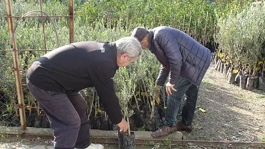 BAŞKAN KARAYİĞİT, 'ZEYTİN FİDANLARI GELDİ'